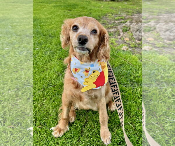 Medium Photo #9 Cocker Spaniel Puppy For Sale in Sherman Oaks, CA, USA