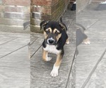 Small #17 Siberian Husky Mix
