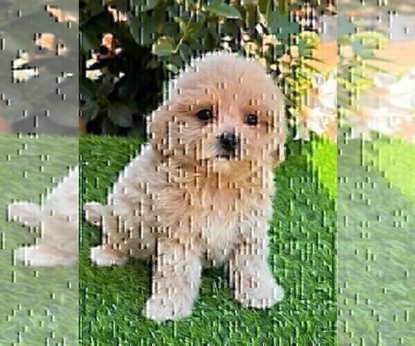 Medium Photo #13 Maltipoo Puppy For Sale in MIAMI BEACH, FL, USA