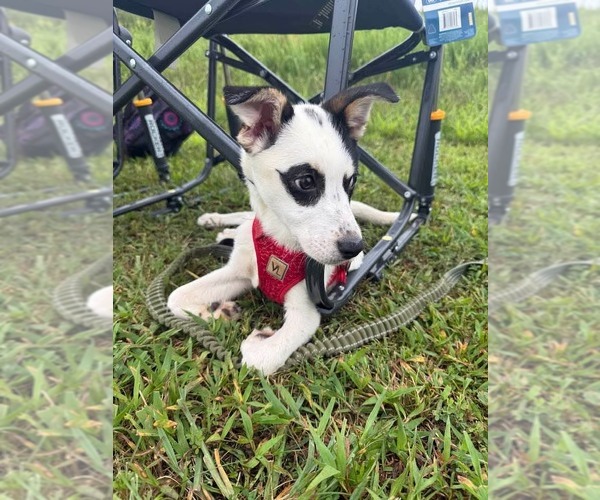 Medium Photo #4 Mutt Puppy For Sale in Holly Springs, NC, USA