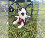 Small #3 Mutt