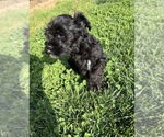 Small #9 Schnauzer (Miniature)