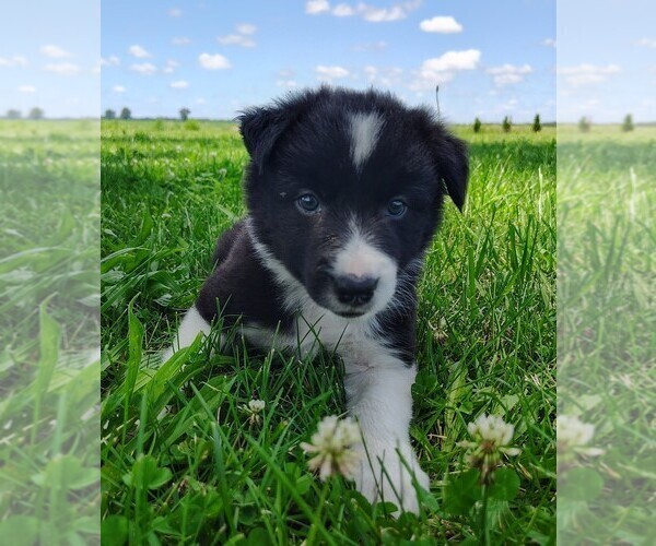 Medium Photo #77 Border Collie Puppy For Sale in NORBORNE, MO, USA