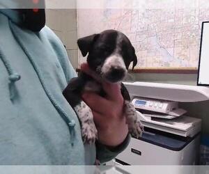 Texas Heeler-Unknown Mix Dogs for adoption in Tulsa, OK, USA