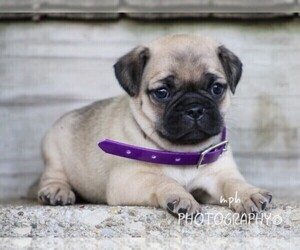 Jug-Pug Mix Puppy for sale in LIBERTY, KY, USA