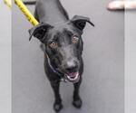 Small #5 Labrador Retriever Mix