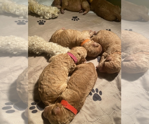 Medium Photo #30 Goldendoodle Puppy For Sale in COLORADO SPRINGS, CO, USA