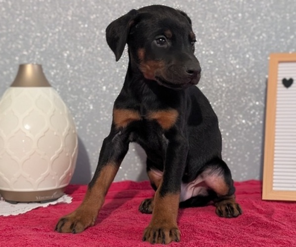 Medium Photo #2 Doberman Pinscher Puppy For Sale in GOSHEN, IN, USA