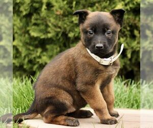 Belgian Malinois Puppy for sale in RONKS, PA, USA