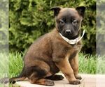 Small Belgian Malinois