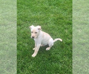 Labrador Retriever-Unknown Mix Dogs for adoption in Genesee, WI, USA