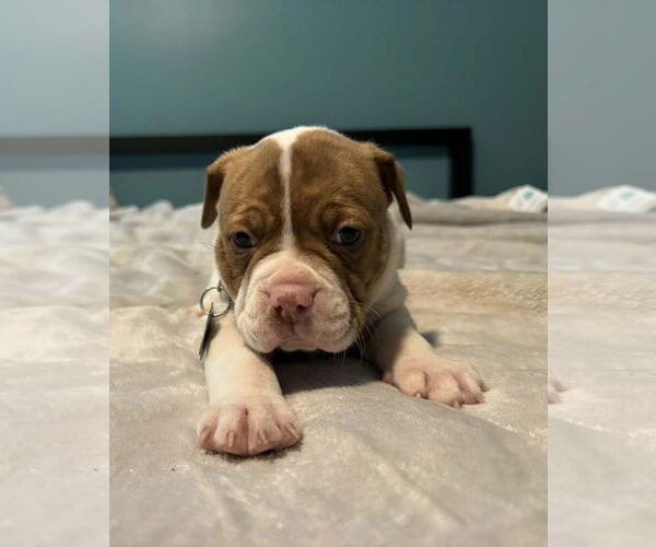 Medium Photo #1 Bull-Boxer Puppy For Sale in Holly Springs, NC, USA