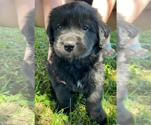 Newfoundland Puppy for sale in RUSHVILLE, IN, USA