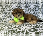 Small #3 YorkiePoo