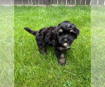 Small #2 Bernedoodle (Miniature)