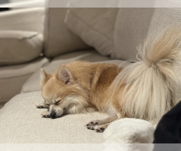 Medium Photo #1 Pomeranian Puppy For Sale in VENICE, FL, USA