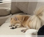 Small Photo #1 Pomeranian Puppy For Sale in VENICE, FL, USA