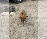 Small Photo #2 Rhodesian Ridgeback Puppy For Sale in MORONGO VALLEY, CA, USA