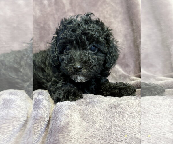 Medium Photo #4 Poodle (Miniature)-Unknown Mix Puppy For Sale in Pacolet, SC, USA