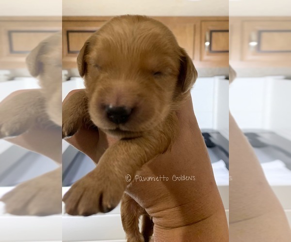 Medium Photo #8 Golden Retriever Puppy For Sale in SUMMERVILLE, SC, USA