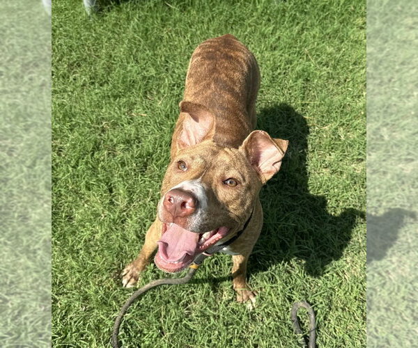 Medium Photo #6 Mutt Puppy For Sale in Evansville, IN, USA