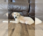 Small Photo #24 Golden Retriever Puppy For Sale in DEARBORN, MO, USA