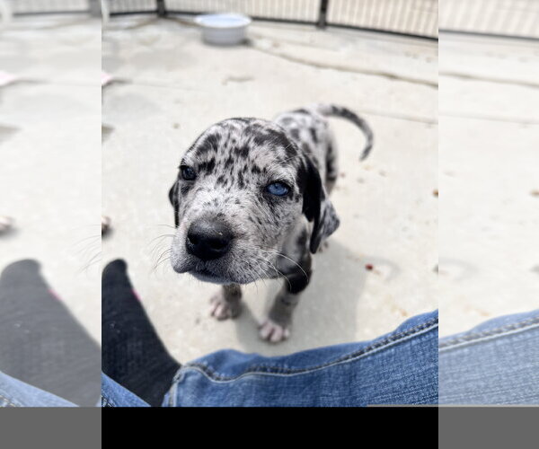Medium Photo #3 Catahoula Leopard Dog-Unknown Mix Puppy For Sale in Tracy City, TN, USA