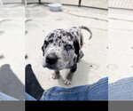 Small #2 Catahoula Leopard Dog Mix
