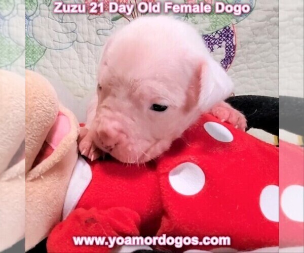 Medium Photo #40 Dogo Argentino Puppy For Sale in PINEVILLE, MO, USA