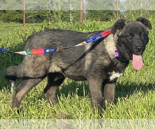 Medium Photo #2 Akita-Anatolian Shepherd Mix Puppy For Sale in Pottstown, PA, USA