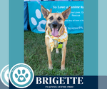Small #29 German Shepherd Dog Mix