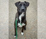 Small #3 Labrador Retriever Mix