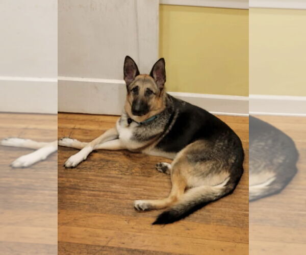 Medium Photo #4 German Shepherd Dog Puppy For Sale in Seattle, WA, USA