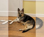 Small #3 German Shepherd Dog