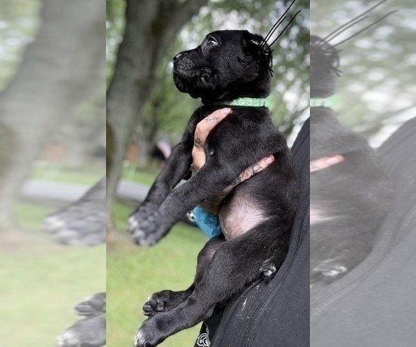 Medium Photo #16 Cane Corso Puppy For Sale in ANDERSON, IN, USA