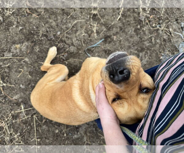 Medium Photo #11 Labrador Retriever-Unknown Mix Puppy For Sale in Garner, NC, USA