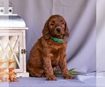 Small #6 Irish Setter-Poodle (Miniature) Mix