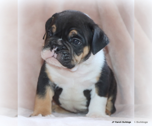 Medium Photo #7 Bulldog Puppy For Sale in WINNSBORO, TX, USA