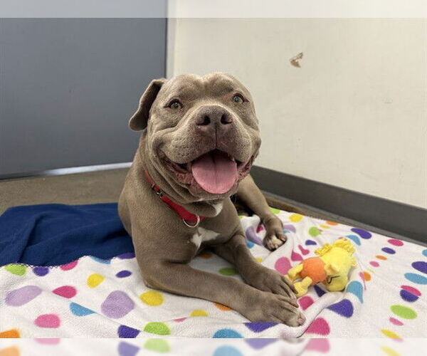 Medium Photo #2 Mutt Puppy For Sale in Berkeley , CA, USA