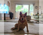 Small #2 Texas Heeler Mix