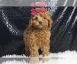 Small #2 Poodle (Toy)