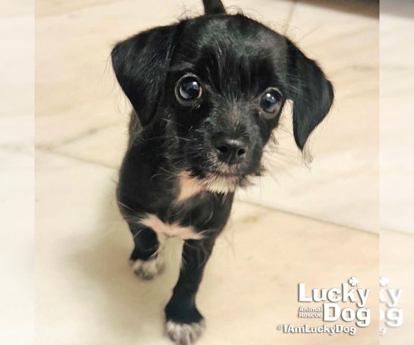 Medium Photo #1 Mutt Puppy For Sale in Washington, DC, USA