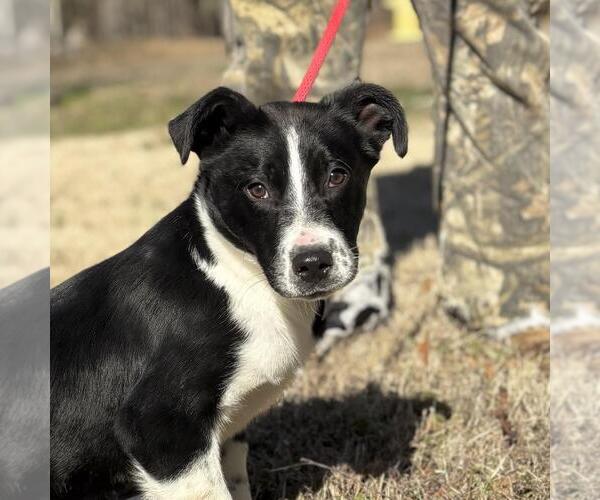 Medium Photo #1 Border Collie-Unknown Mix Puppy For Sale in Yardley, PA, USA