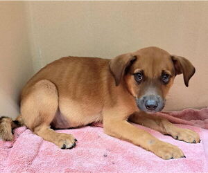 Mutt Dogs for adoption in Clarkesville, GA, USA