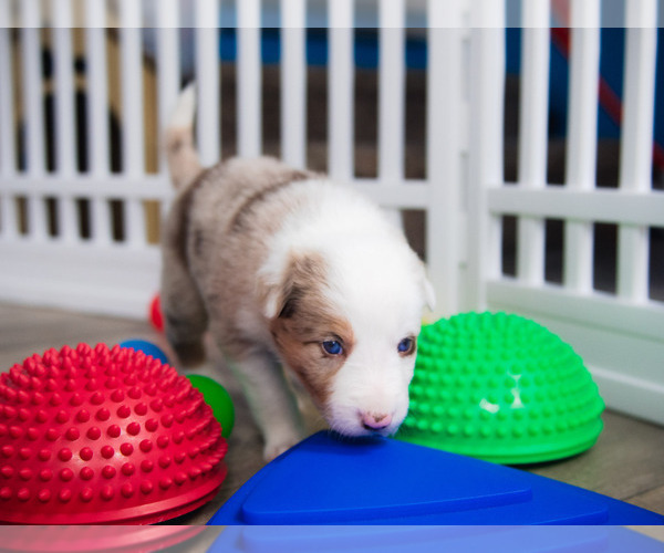 Medium Photo #16 Border Collie Puppy For Sale in STRAFFORD, MO, USA