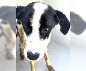 Labrador Retriever Dogs for adoption in Houston, TX, USA