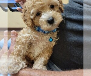 Poodle (Toy) Puppy for sale in SEBRING, FL, USA
