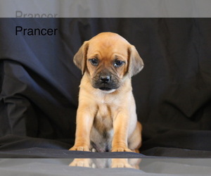 Puggle Puppy for sale in DILLWYN, VA, USA