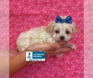 Maltipoo Puppy for sale in WINNSBORO, LA, USA