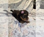Small Photo #4 Yorkshire Terrier Puppy For Sale in RHOADESVILLE, VA, USA